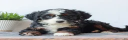 Mini Bernedoodle dogs for sale: Demi  - Ad 1