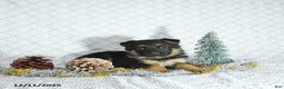 German Shepherd dogs for sale: Rizzo - Ad 4