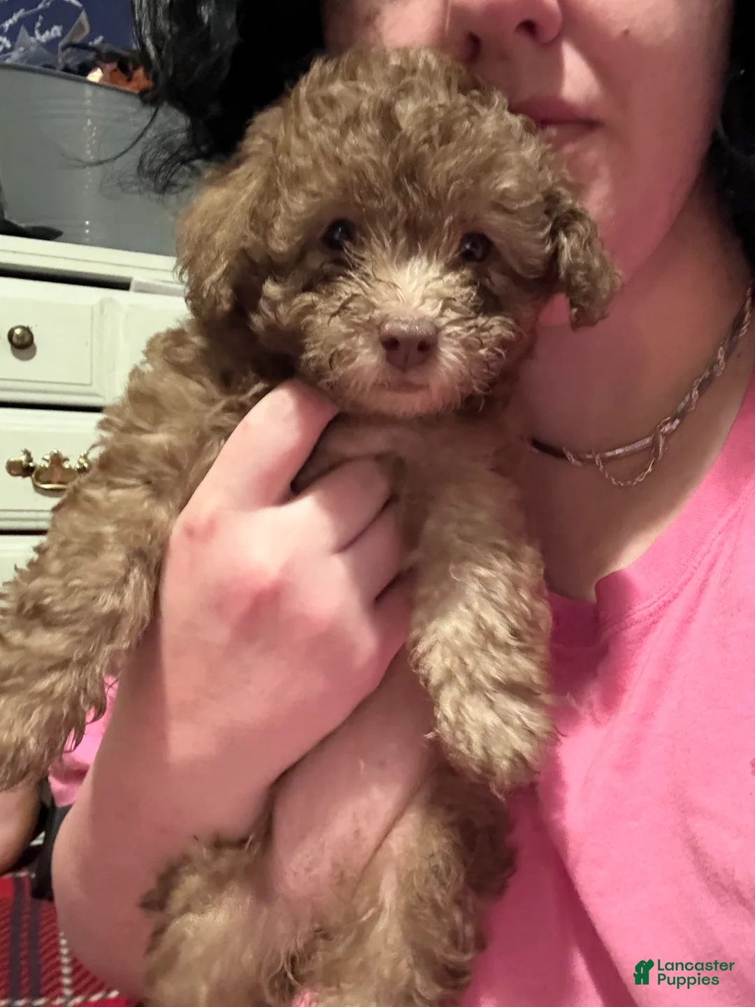 Toy Poodle dogs for sale: Honey 🤎🐻 - Ad 2