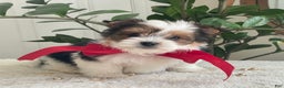 Biewer Terrier dogs for sale: Toby - Ad 9