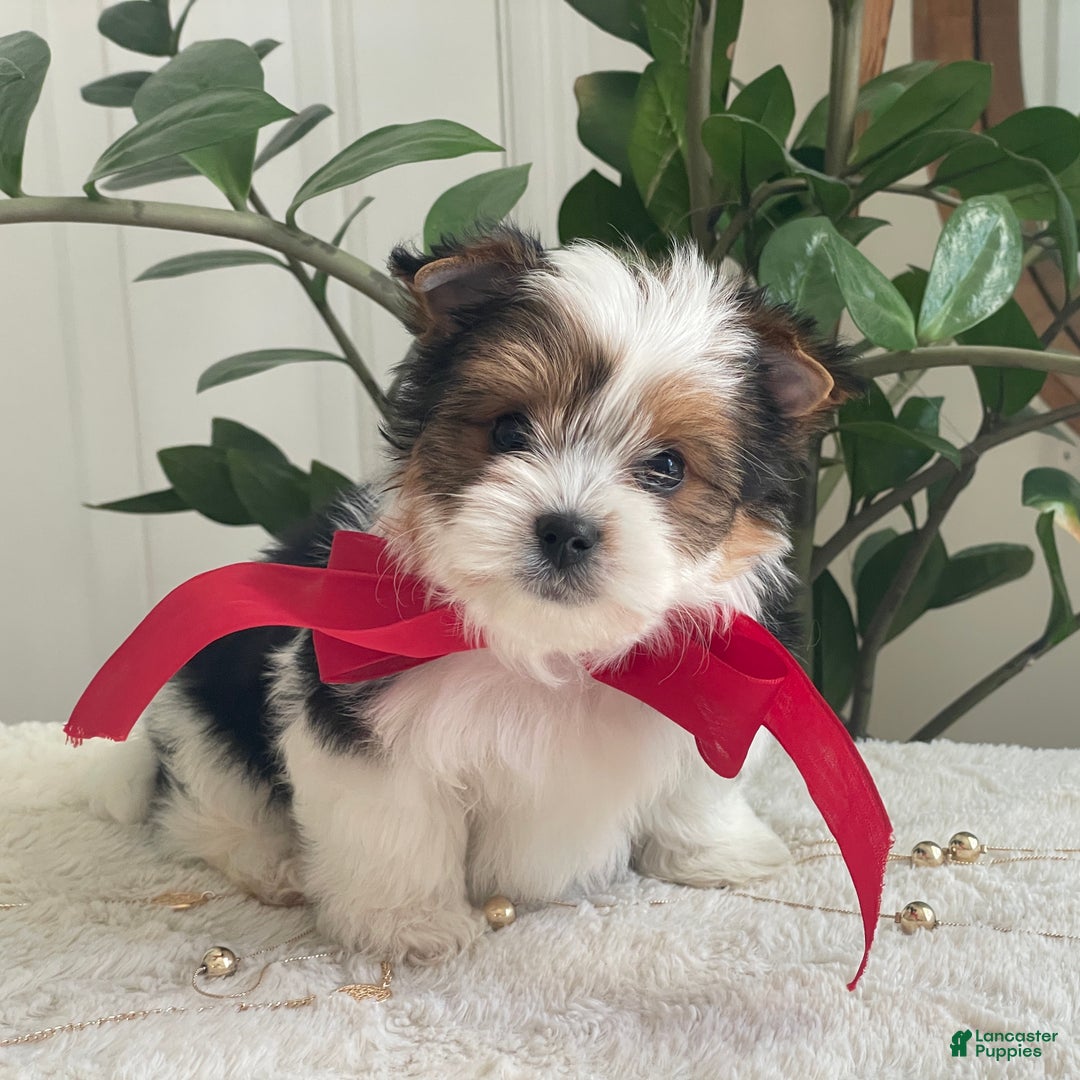Biewer Terrier dogs for sale: Toby - Ad 9