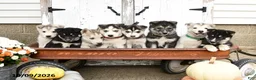 Mixed Breed dogs for sale: Oscar - Ad 3