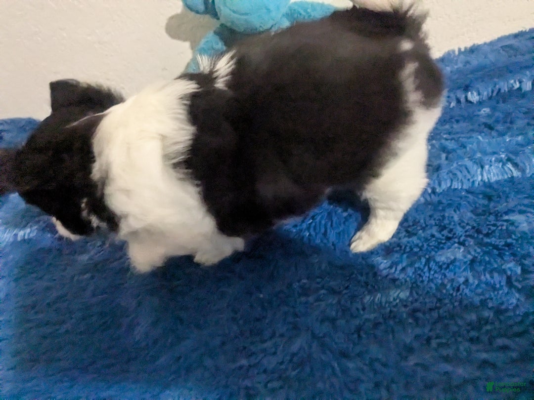 Chihuahua dogs for sale: Snoopy LC Apple Head Chihuahua Male  - Ad 6