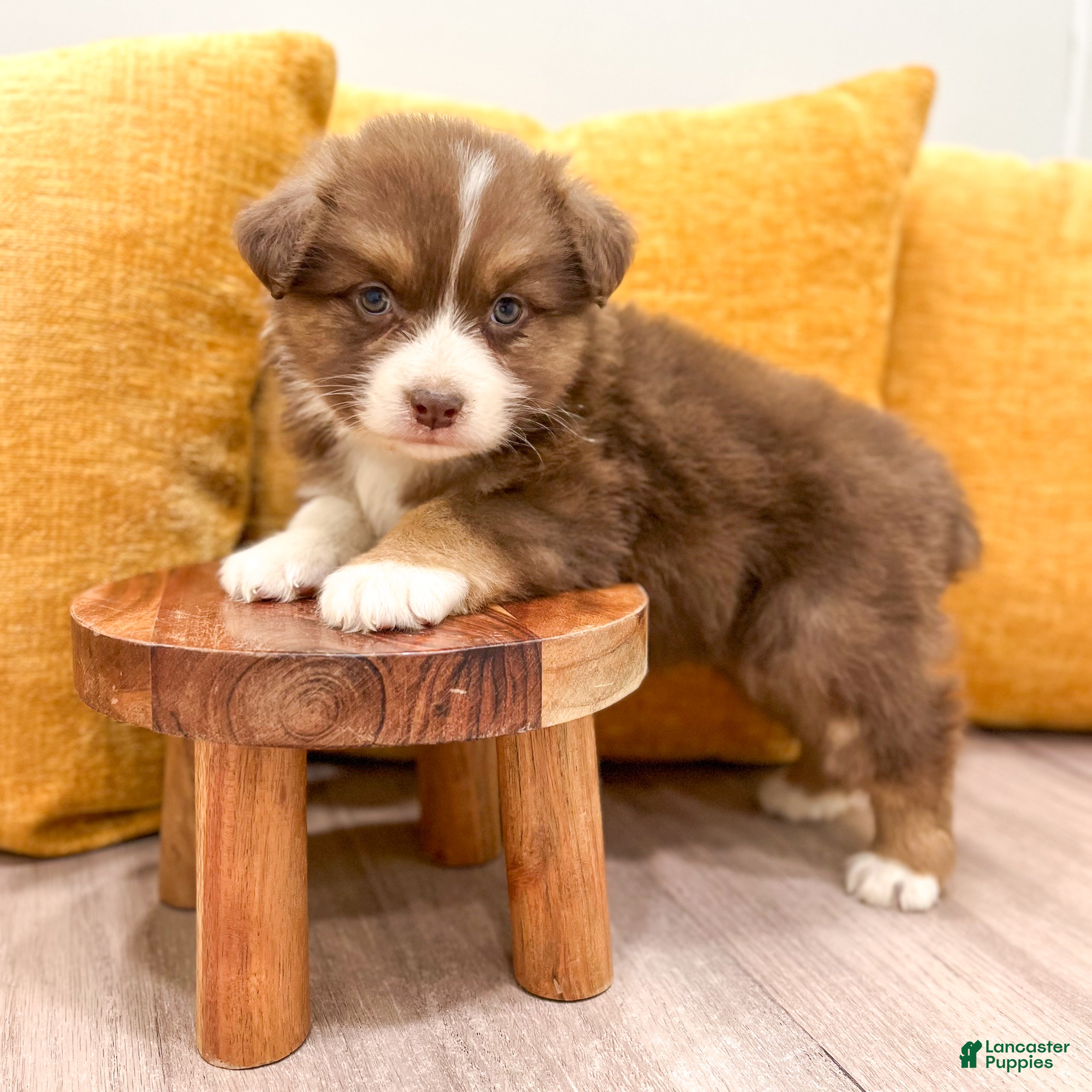 Australian Shepherd dogs for sale: Lady - Ad 2