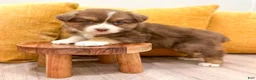 Australian Shepherd dogs for sale: Lady - Ad 2