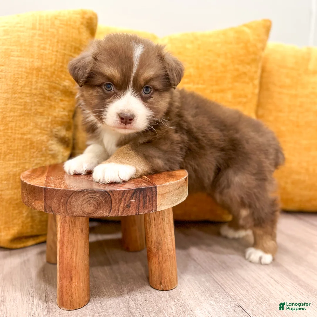 Australian Shepherd dogs for sale: Lady - Ad 2