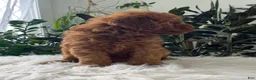 Mini Goldendoodle dogs for sale: Blazer - Ad 3