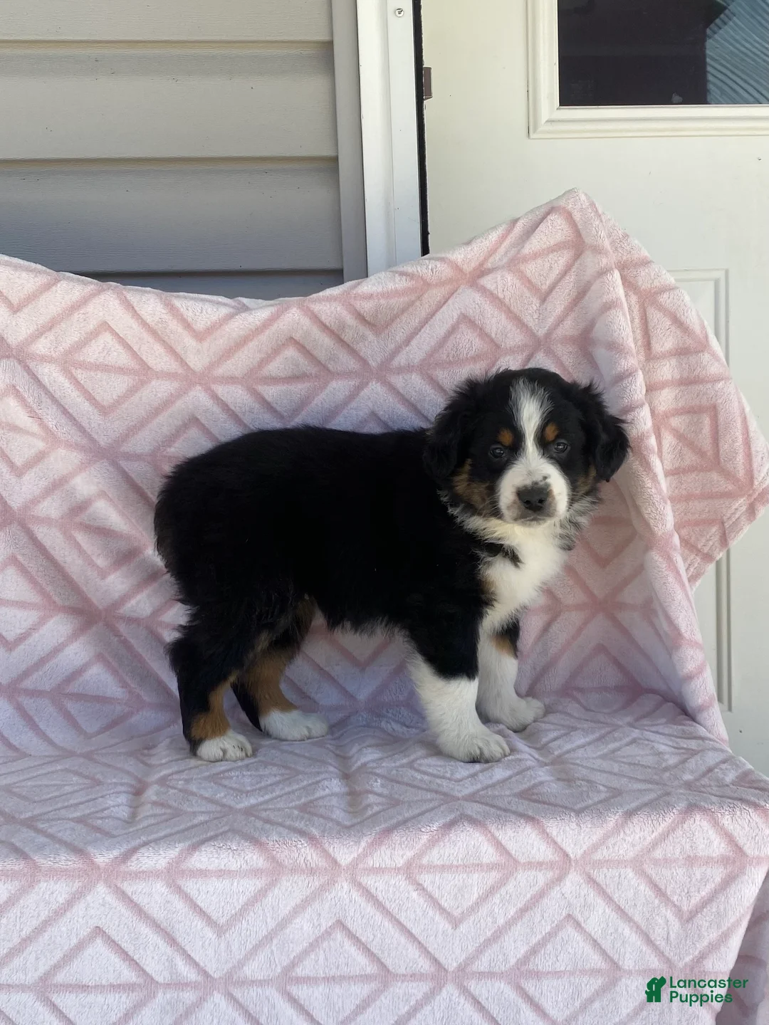 Australian Shepherd dogs for sale: Australian Shepherd Puppy 4 - Ad 1