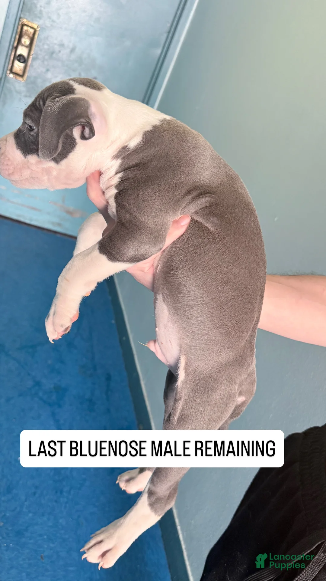 American Pit Bull Terrier dogs for sale: American Pit Bull Terrier Puppy 1 - Ad 2