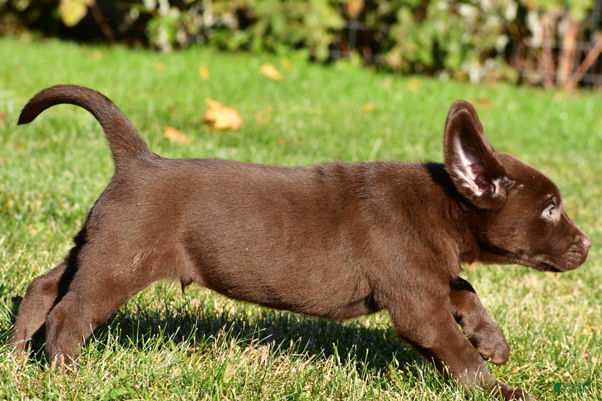 Labrador Retriever dogs for sale: Shawn - Ad 2