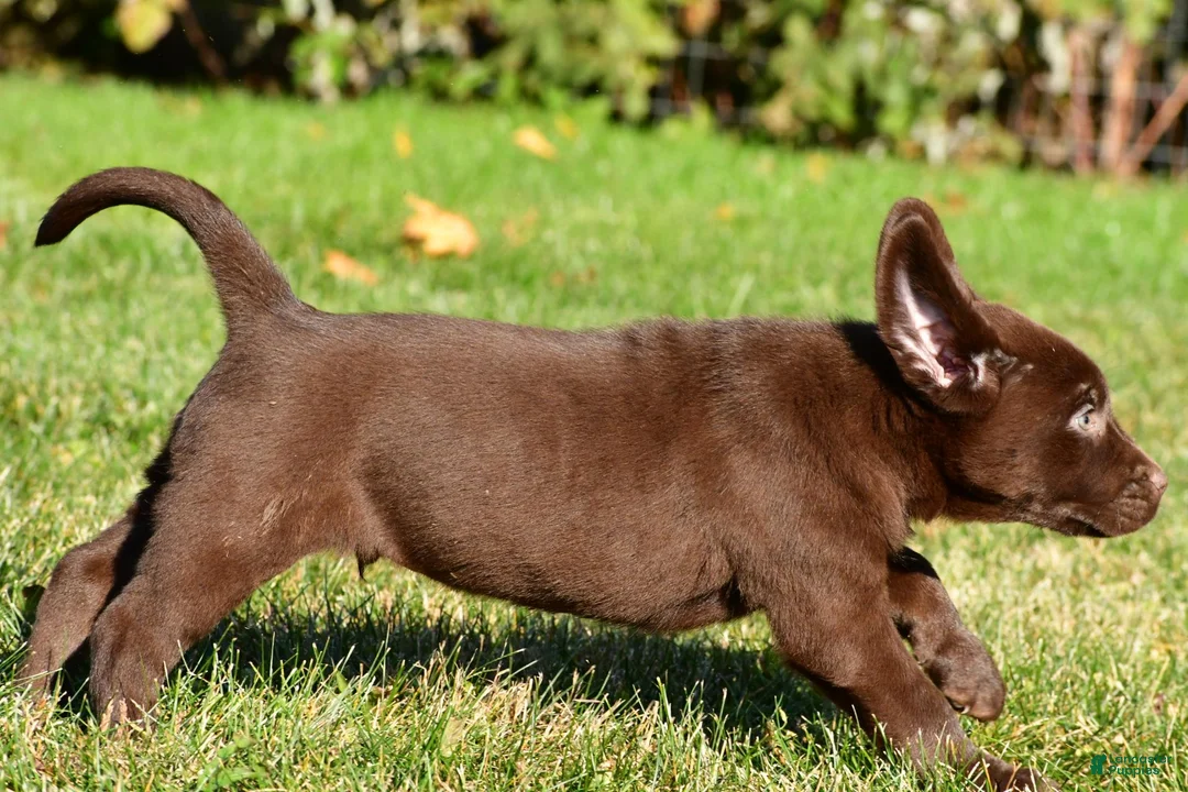 Labrador Retriever dogs for sale: Shawn - Ad 2