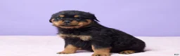Rottweiler dogs for sale: Ian - Ad 4