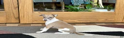 Italian Greyhound dogs for sale: Forest  - Ad 6