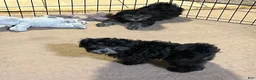 Shihpoo dogs for sale: Shihpoo 2 - Ad 2