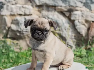 Pug dogs for sale: Hazel - Ad 3