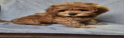 Cavapoo dogs for sale: Hershey - Ad 15