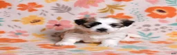 Coton De Tulear dogs for sale: Honey - Ad 9