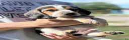Beagle dogs for sale: Jax jr - Ad 3