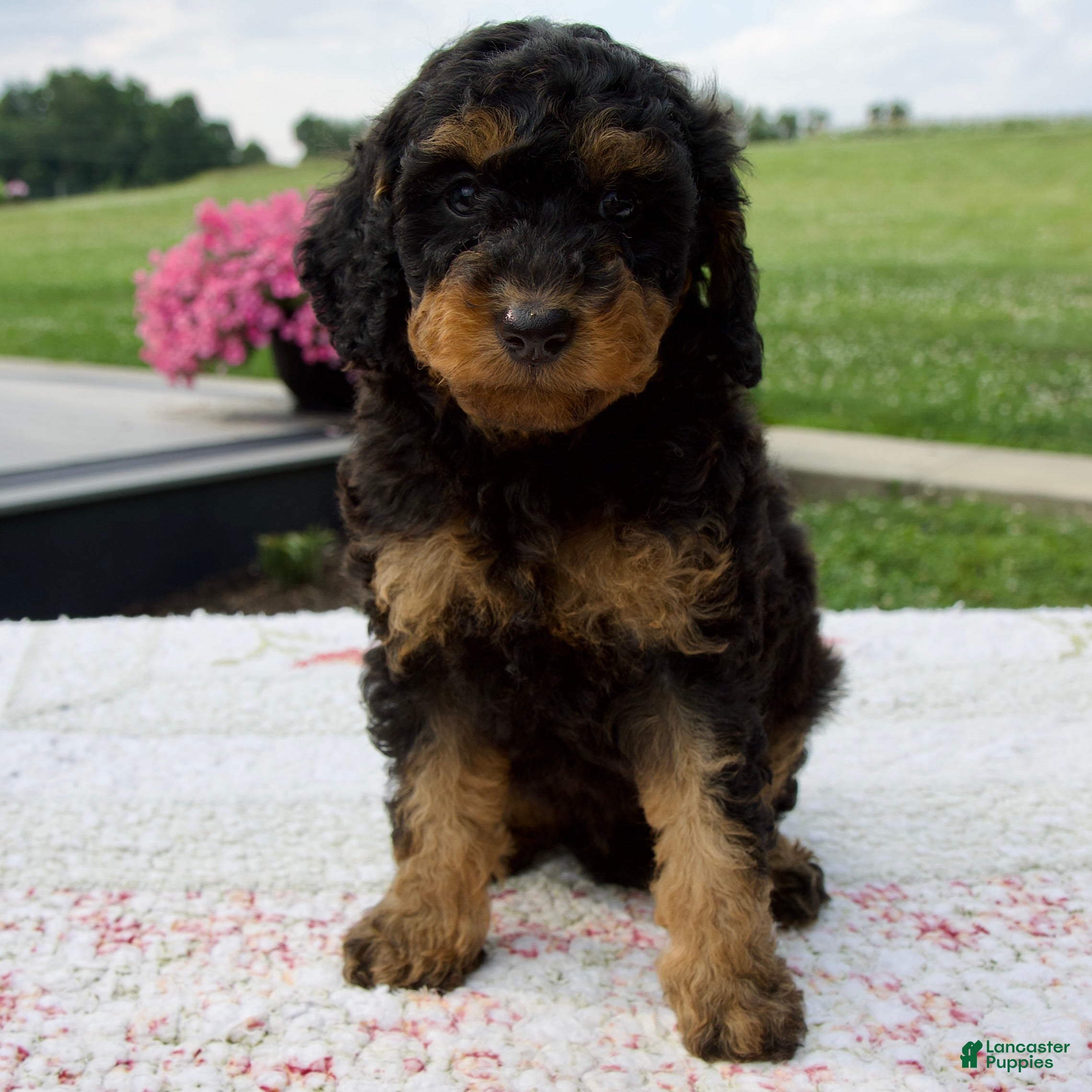 Aussiedoodle dogs Austin - Ad 1
