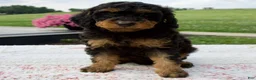 Aussiedoodle dogs for sale: Austin - Ad 1