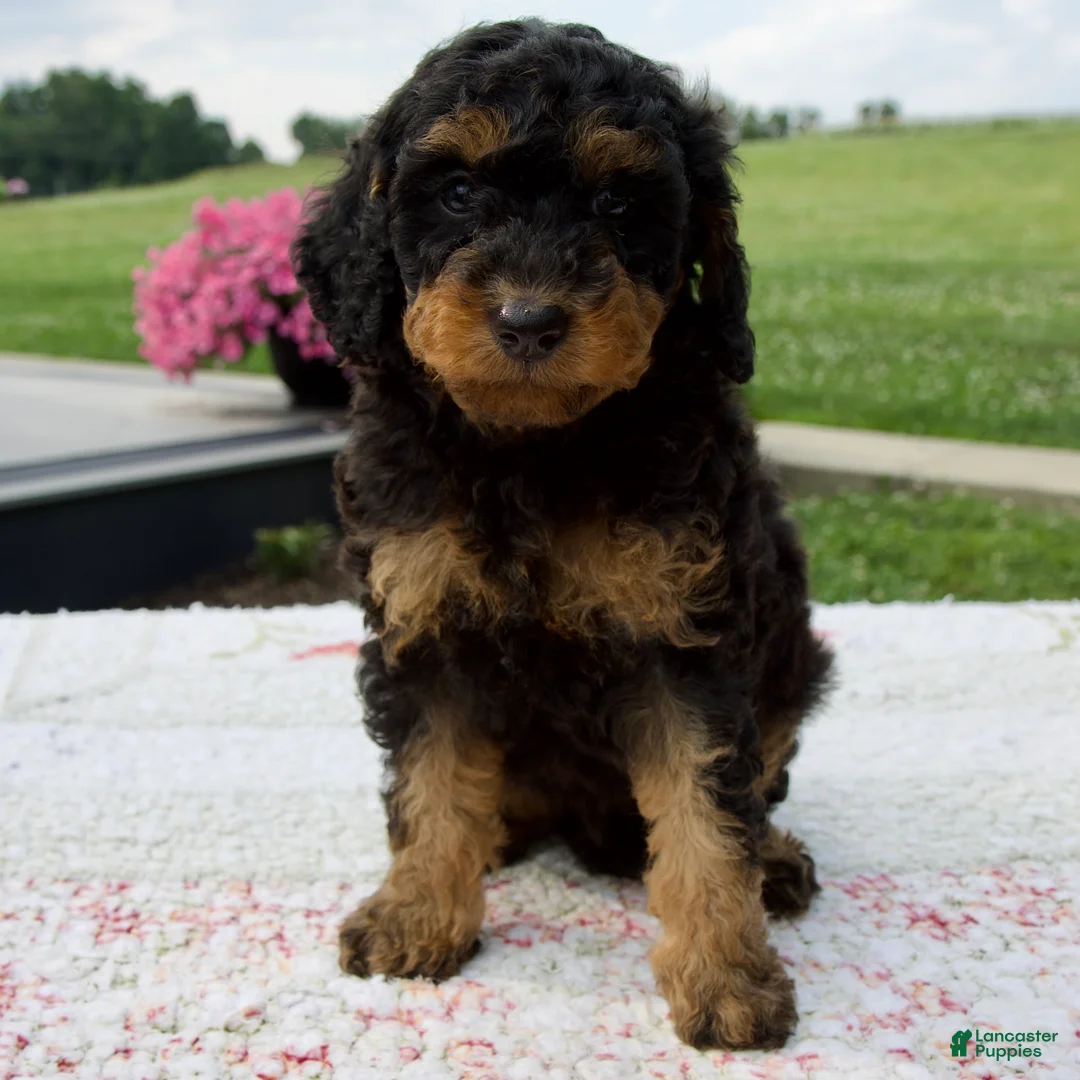 Aussiedoodle dogs for sale: Austin - Ad 1