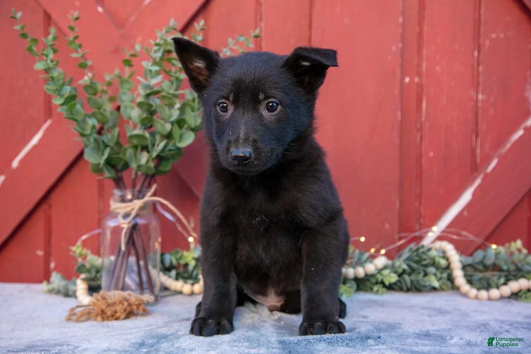 German Shepherd dogs for sale: Apollo - Ad 2