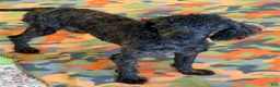 Miniature Poodle dogs for sale: Rascal - Ad 1