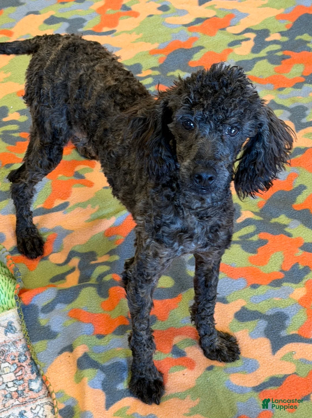 Miniature Poodle dogs for sale: Rascal - Ad 1