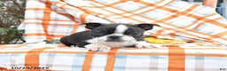 Boston Terrier dogs for sale: Charlie - Ad 2