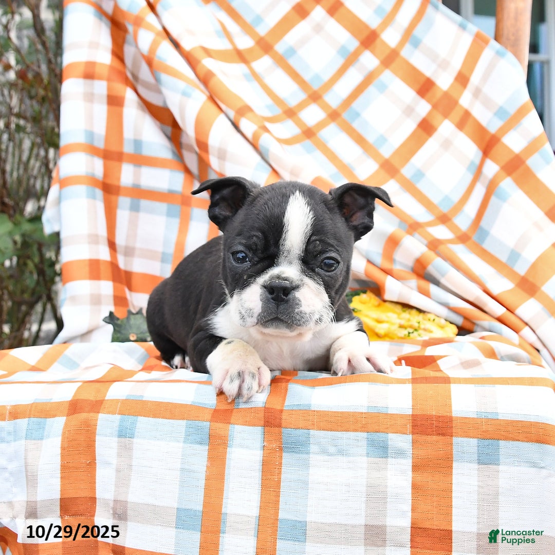 Boston Terrier dogs for sale: Charlie - Ad 2