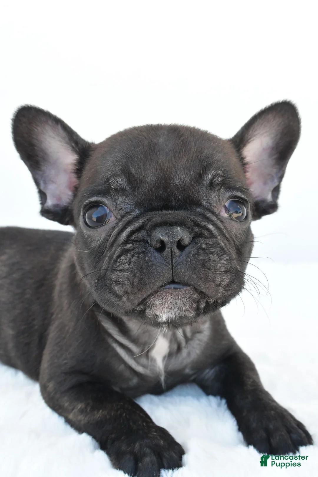 French Bulldog dogs for sale: Benji - Ad 8