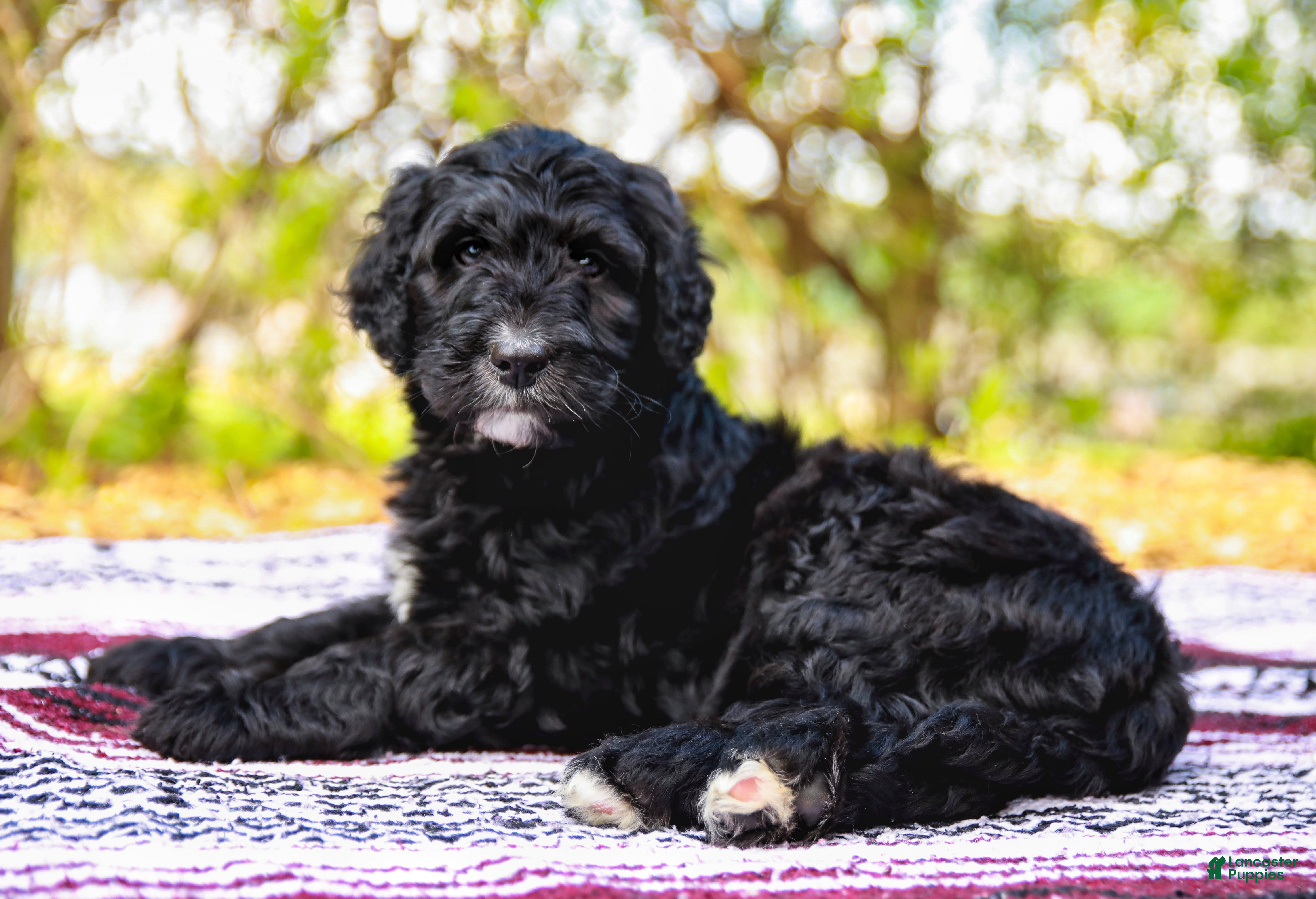 Aussiedoodle dogs Marshall Standard - Ad 2