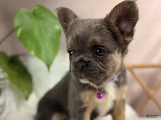 French Bulldog dogs for sale: Gigi - Ad 1