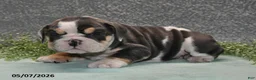 English Bulldog dogs for sale: Jethro - Ad 2
