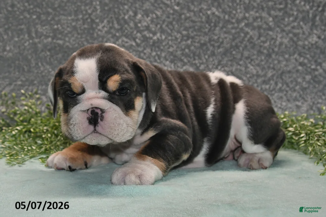 English Bulldog dogs for sale: Jethro - Ad 2