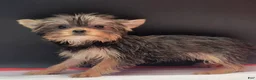 Yorkshire Terrier dogs for sale: Yorkshire Terrier 1 - Ad 5