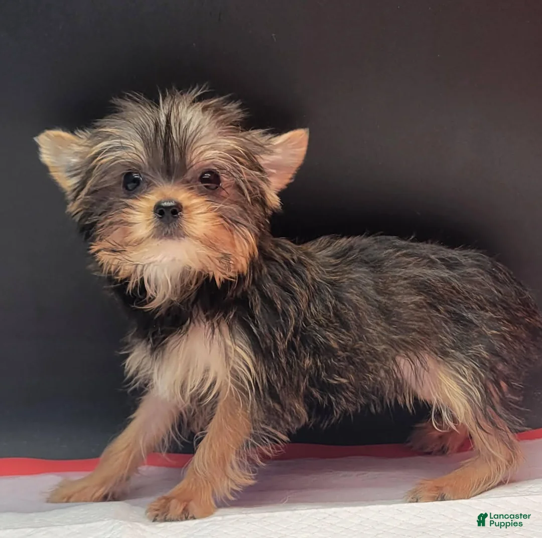 Yorkshire Terrier dogs for sale: Yorkshire Terrier 1 - Ad 5