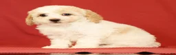 Miniature Poodle dogs for sale: Cindy - Ad 2