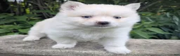 Pomsky dogs for sale: Mr Asher - Ad 1