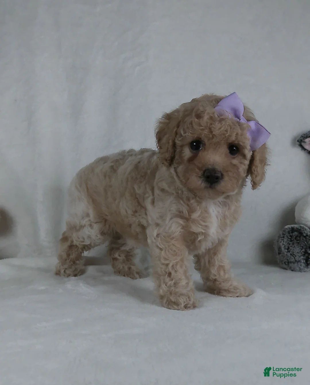 Miniature Poodle dogs for sale: Crystal  - Ad 2