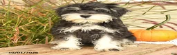 Miniature Schnauzer dogs for sale: Pedro - Ad 4