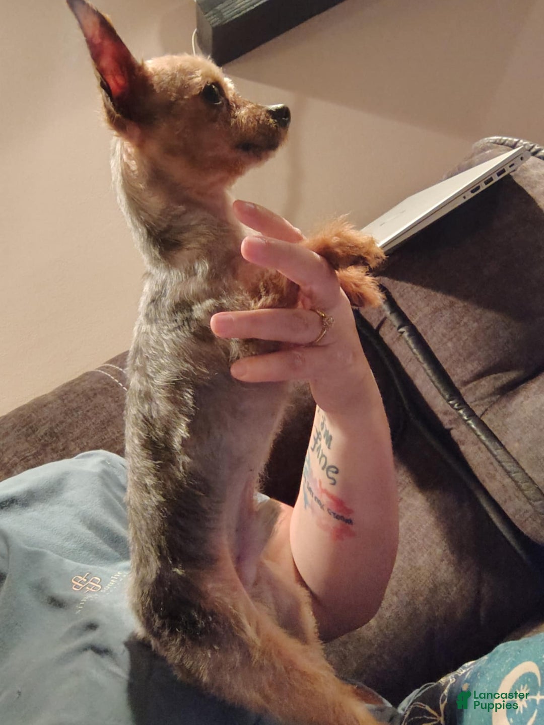 Yorkshire Terrier dogs for sale: Oscar - Ad 4