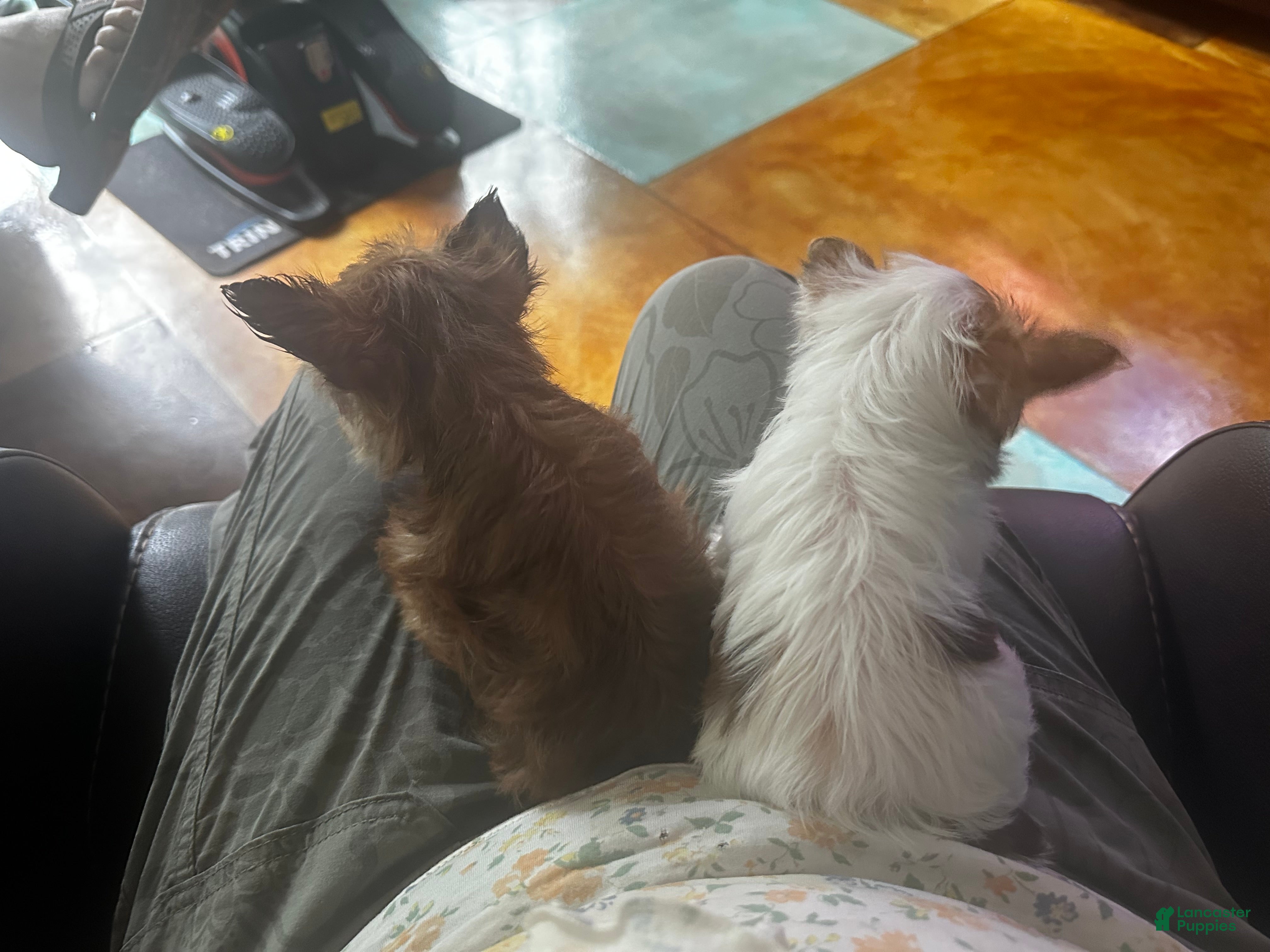 Yorkshire Terrier dogs AKC Smooches 💋  - Ad 2