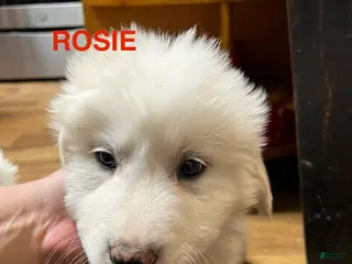 Great Pyrenees dogs Rosie - Ad 32