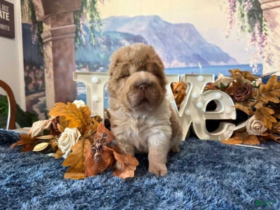 Shar Pei dogs Bear - Ad 2