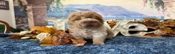 Shar Pei dogs for sale: Bear - Ad 2