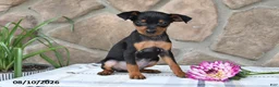 Miniature Pinscher dogs for sale: Bruce - Ad 4