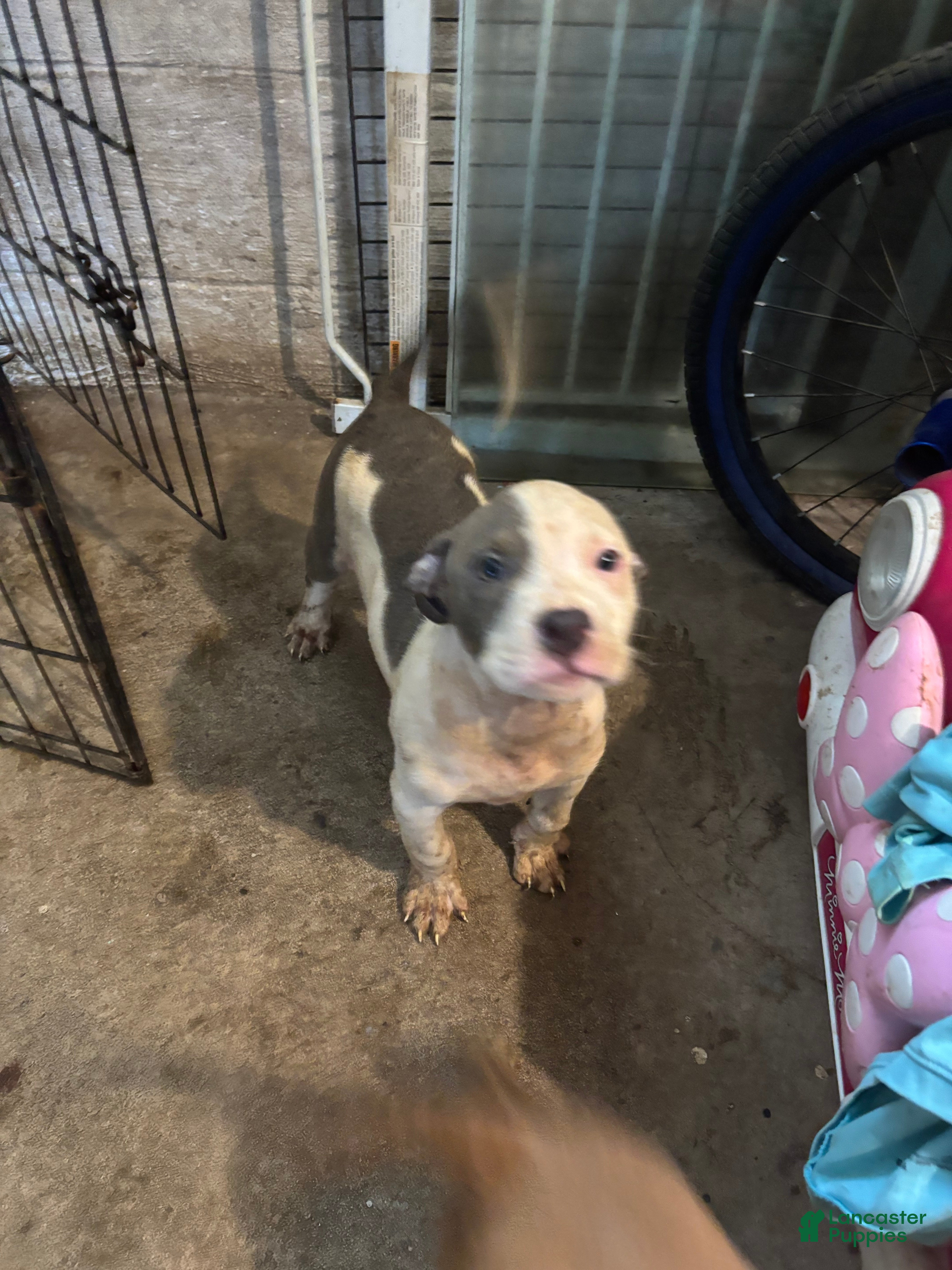 American Staffordshire Terrier (American Staffordshire Terrier, Male) in Gary, IN