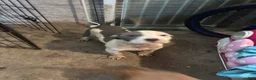 American Staffordshire Terrier dogs for sale: American Staffordshire Terrier 4 - Ad 1