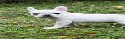 French Bulldog dogs for sale: Ellie - Ad 5